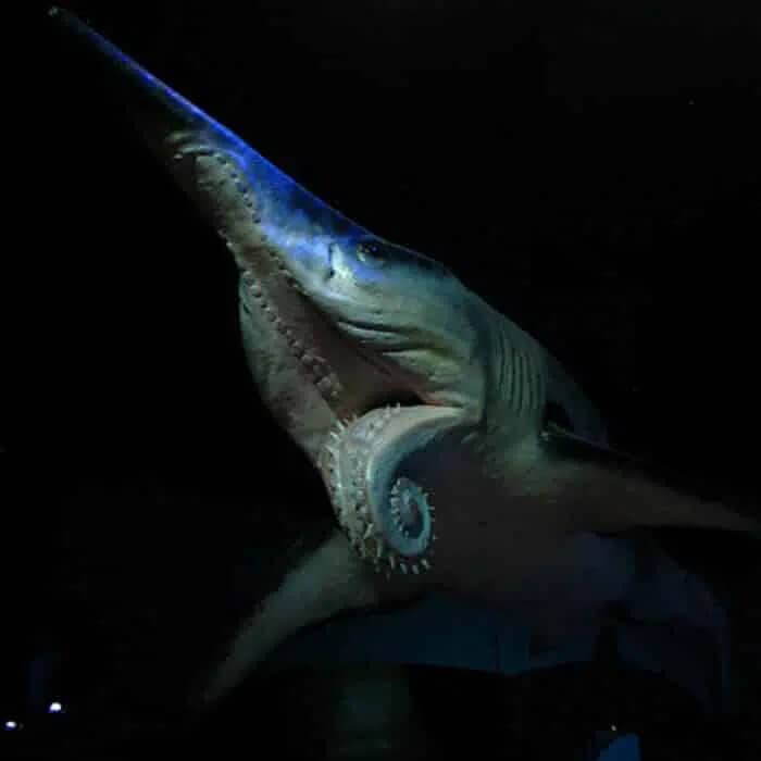  Helicoprion Scary Deep Sea Creatur