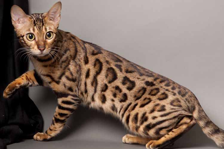 Physical and Personality Traits of Bengal Cats, Bobcat Breeds at Fantastic Prices
