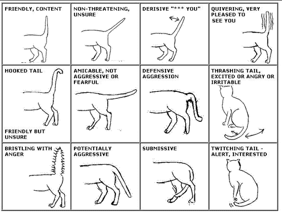 Cat Tail Meanings Movements