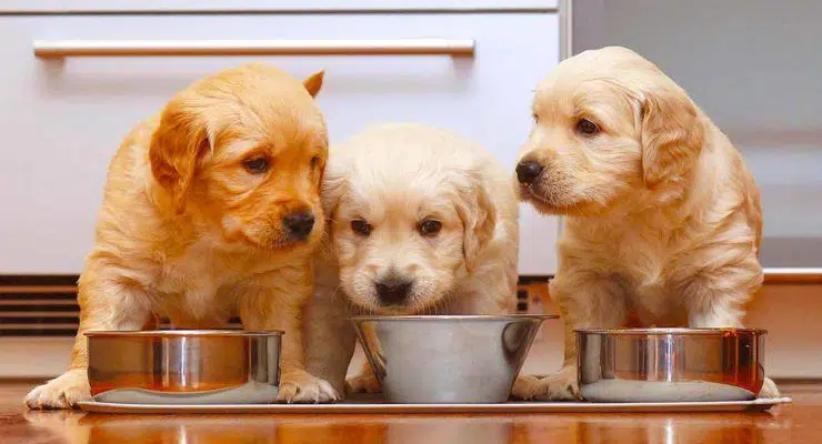makanan anjing Golden Retriever