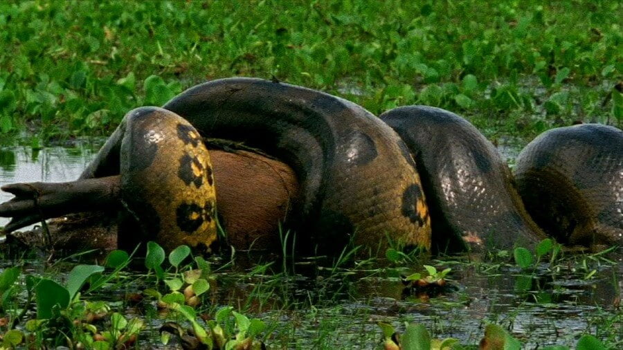 Mengungkap misteri makhluk Indonesia ular Nabau
